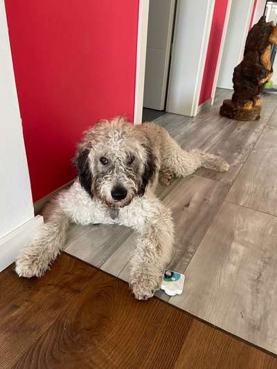 Labradoodle gesucht-Beitrag-Bild