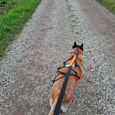 Wie optimal ist das Körpergewicht meines Hundes?-Beitrag-Bild