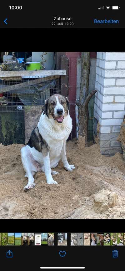 Seltene Rassen!-Beitrag-Bild