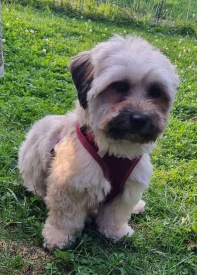 Hundetreffen-Gassi-Runden in Löhne und Umgebung-Bild