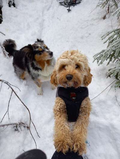 Cockerpoo (Englischer Cockerspaniel +Pudel)-Beitrag-Bild