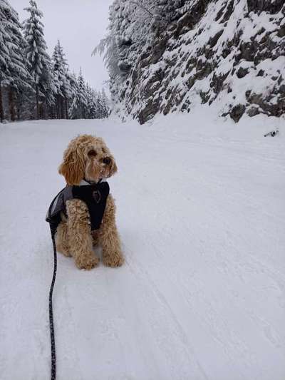 Cockerpoo (Englischer Cockerspaniel +Pudel)-Beitrag-Bild