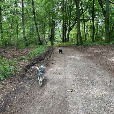 Hundetreffen-Gassi gehen mit neuen Hundekumpels-Bild