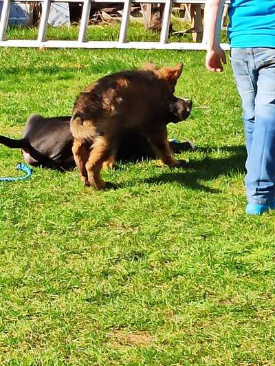 Hundetreffen-Spielrunde  in Dorsten Holsterhausen..-Bild