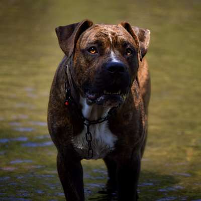 Hundetreffen-Gemeinsame Gassirunden + spielen-Bild