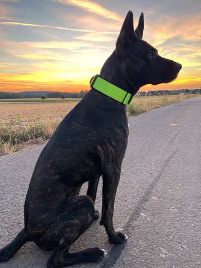 Malinois-Beitrag-Bild