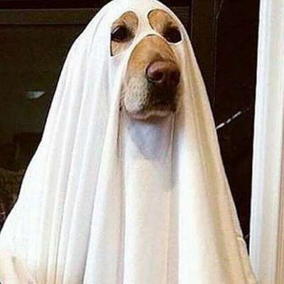 Hunde Memes-Beitrag-Bild