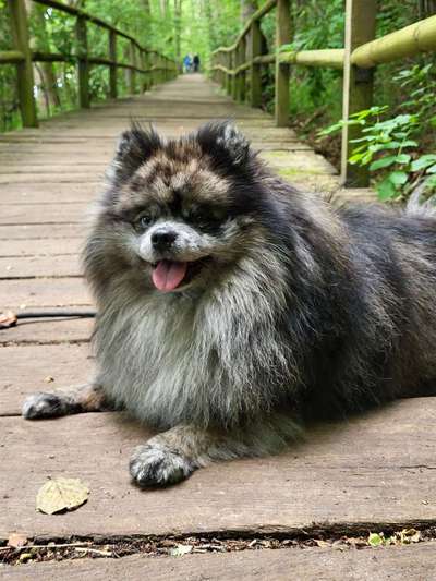 Hundetreffen-Gassi gehen und Spielen-Bild