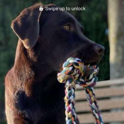 Hundetreffen-Playdate-Profilbild
