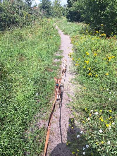 Hundetreffen-Kleine Hunde: Spaziergänge & Spieletreffen-Bild