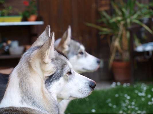 Fotochallenge No. 26                                     Wald und Wiese-Beitrag-Bild