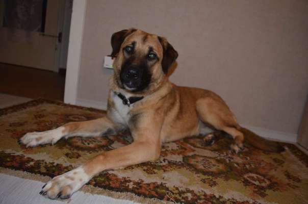 Kangal Fans ! ! ! !-Beitrag-Bild