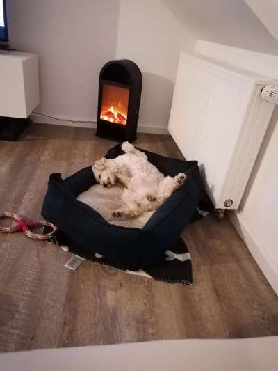 Alles rund um den Pudel-Beitrag-Bild