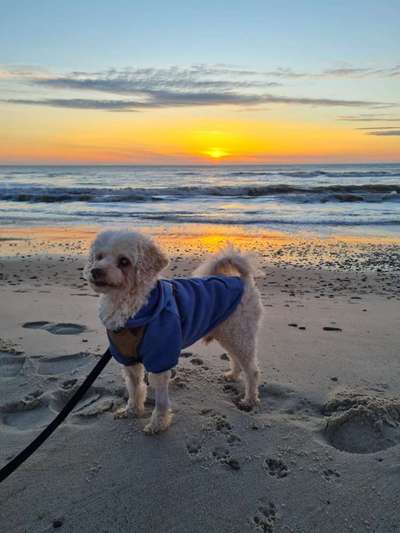 Alles rund um den Pudel-Beitrag-Bild