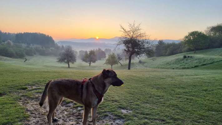 Mischlinge raten - Rätselspaß-Beitrag-Bild