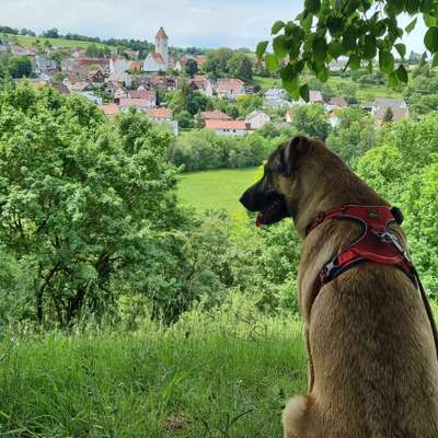 Hundetreffen-Hundebegegnung in Hechingen und Umgebung-Bild