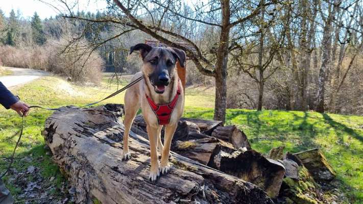 Mischlinge raten - Rätselspaß-Beitrag-Bild