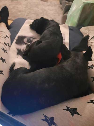 Dogorama Photo Challenge - Die besten Hundebuddys-Beitrag-Bild