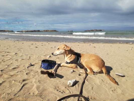 Mischlingshunde Foto Aufruf-Beitrag-Bild