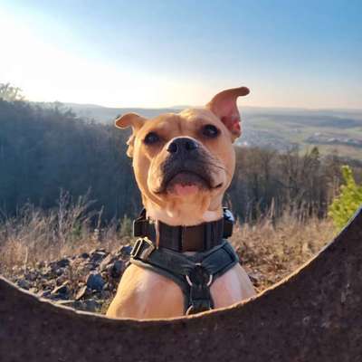 Hundetreffen-Trainingspartner gesucht!-Bild