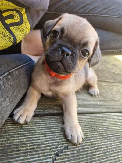 aktuelles Foto Gruppe Rollstuhl(fahrer) und Hund