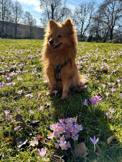 Dogorama Photo Challenge - die ersten Frühjahrsblumen-Beitrag-Bild