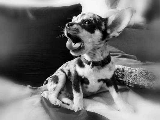 Die Dogorama Kalender Challenge Titelbild-Beitrag-Bild