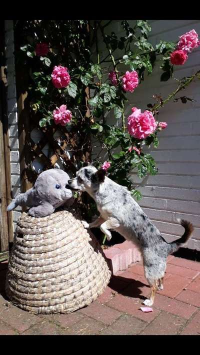 Dein Hund im Dogorama-Kalender 2021-Beitrag-Bild