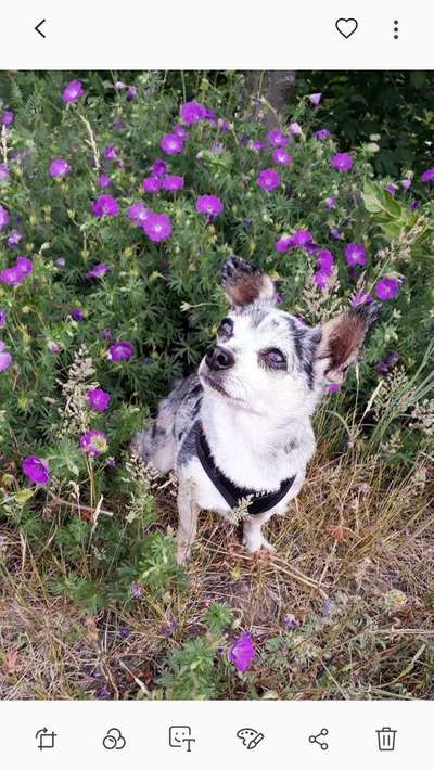 Dein Hund im Dogorama-Kalender 2021-Beitrag-Bild
