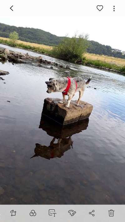 Dein Hund im Dogorama-Kalender 2021-Beitrag-Bild