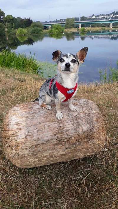 Dein Hund im Dogorama-Kalender 2021-Beitrag-Bild