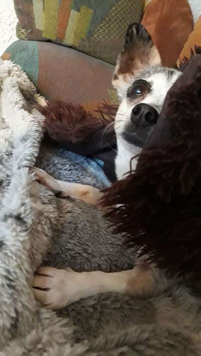 Hunde Memes-Beitrag-Bild