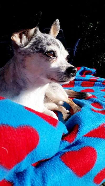 Wo seid ihr gerade mit euren Hunden?-Beitrag-Bild