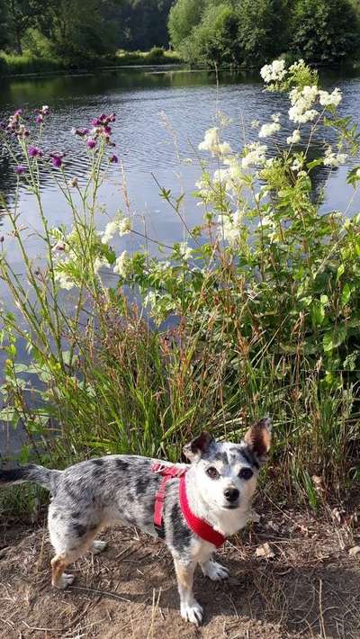 Dein Hund im Dogorama-Kalender 2021-Beitrag-Bild