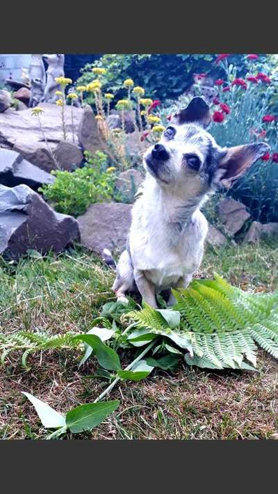 Dein Hund im Dogorama-Kalender 2021-Beitrag-Bild