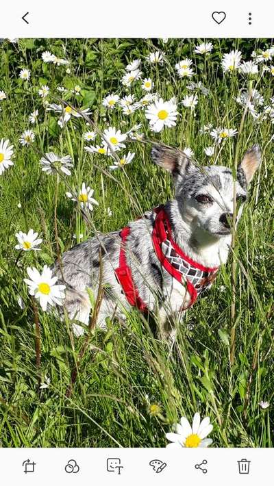 Dein Hund im Dogorama-Kalender 2021-Beitrag-Bild