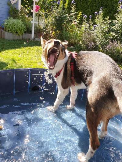 Eisbomben für Hunde-Beitrag-Bild