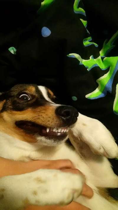 Fotochallange Nr. 6 Die irrsten Blicke-Beitrag-Bild