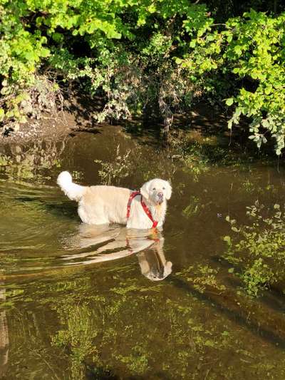 Wo sind die Golden Retriever Liebhaber?-Beitrag-Bild