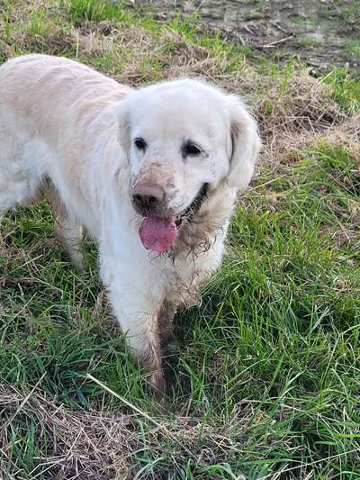 Wo sind die Golden Retriever Liebhaber?-Beitrag-Bild