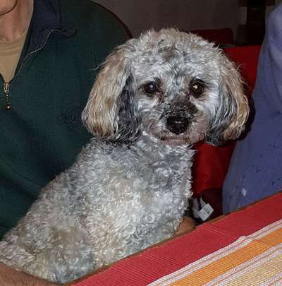 Dogorama Photo Challenge - Portrait-Beitrag-Bild