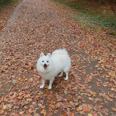 Hundetreffen-🐾 Mädelsrunde mit Hund – gemeinsame Spaziergänge & Freundschaften 🐾-Bild