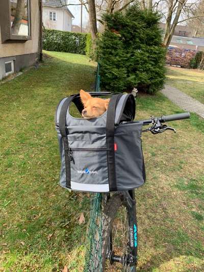 Fahrradfahren mit kleinem Hund-Beitrag-Bild