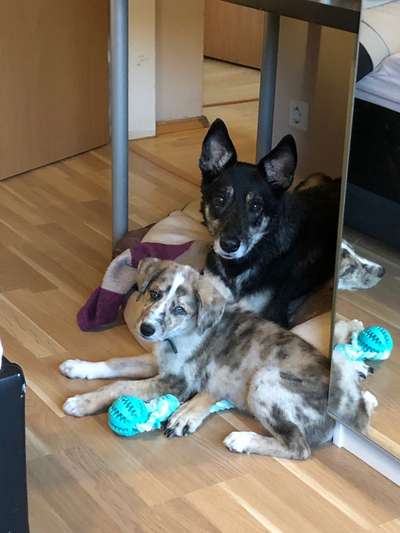 Zeichnungen eurer Hunde-Beitrag-Bild