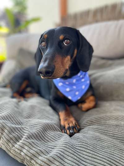 Hundetreffen-Social Walks und Spiel und Spaß-Bild