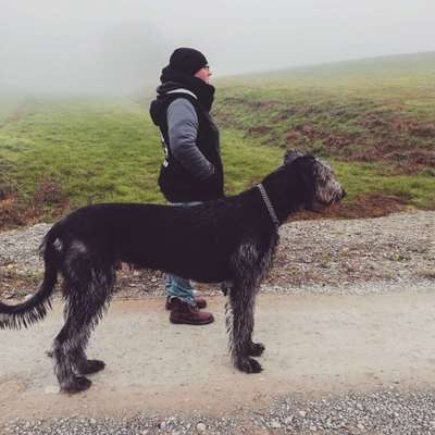 Hundetreffen-Gemütliche Spaziergänge in und um Einbeck-Bild