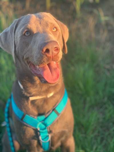 Hundetreffen-Hundebegegnung Übung-Bild