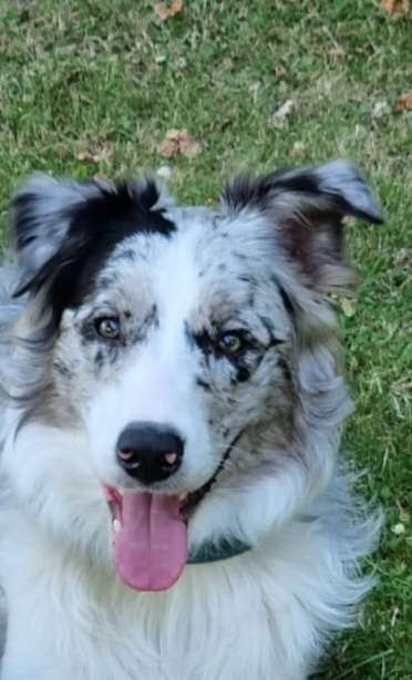 Dogorama Photo Challenge - Portrait-Beitrag-Bild