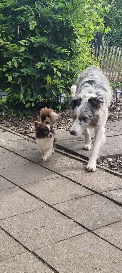 Dogorama Photo Challenge - Gegensätze-Beitrag-Bild