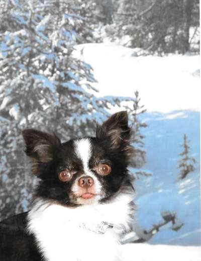 Dogorama Photo Challenge - Portrait-Beitrag-Bild